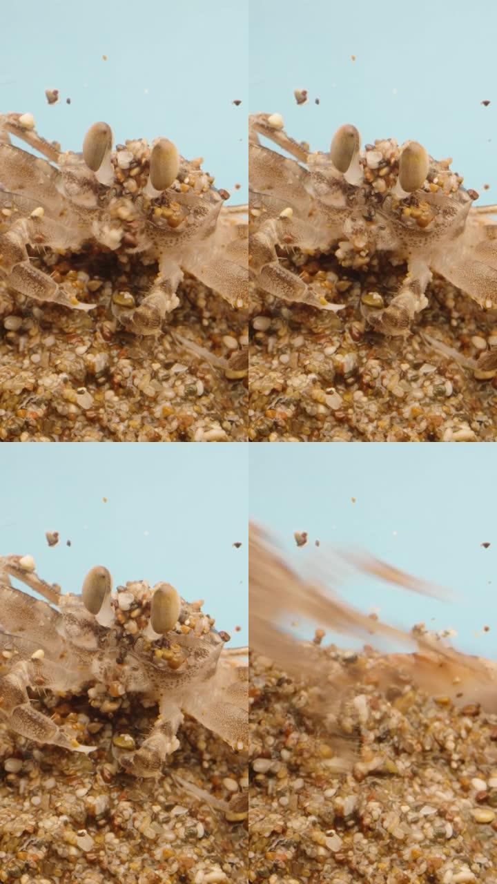 螃蟹上有很多沙子，他从沙子上擦了擦眼睛，逃跑了，垂直视频社交媒体