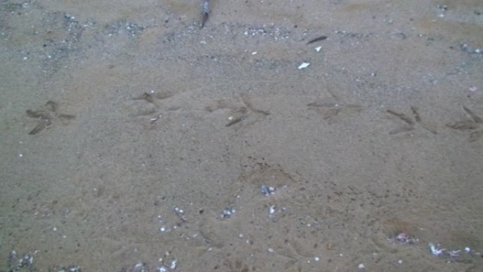 加拉帕戈斯群岛沙土中的水貂。