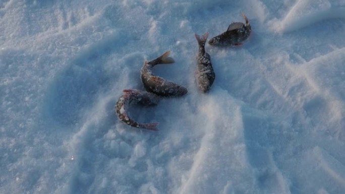 冰雪上冰冻的小鲈山。冬季钓鱼时捕获的渔获物。河鲈或普通鲈鱼是鲈鱼科淡水鲈鱼属的一种射线鳍鱼