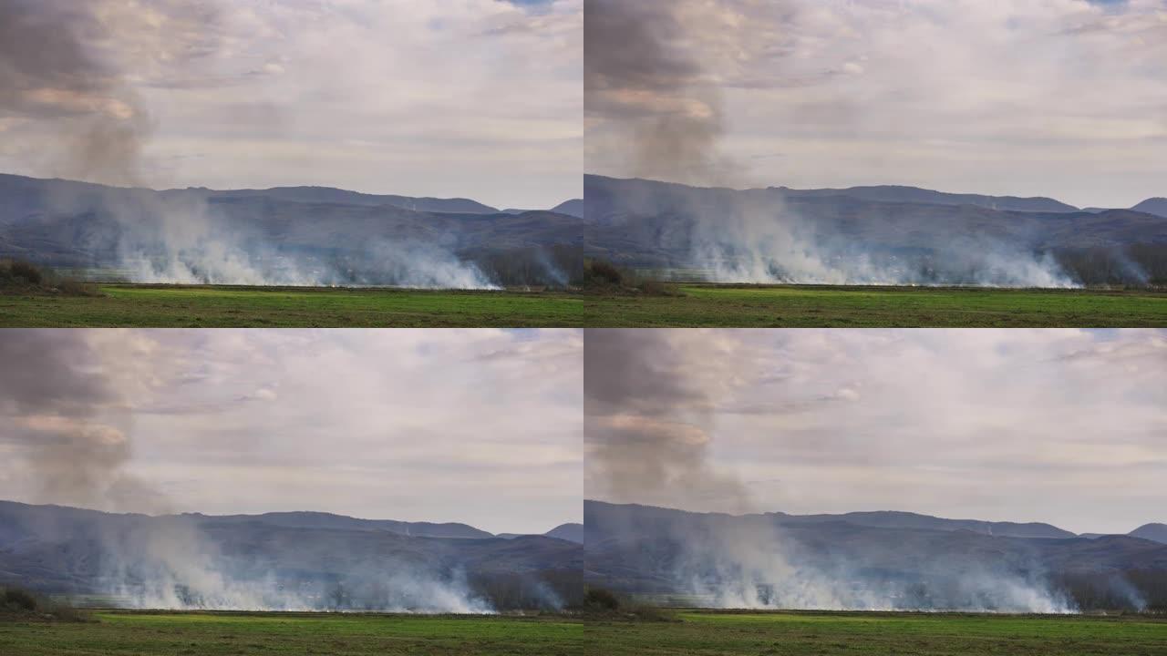 田野着火了，绿稻麦地里的草在燃烧。鸟瞰图清晰的火灾隔离线和燃烧场和灰烬的黑色层