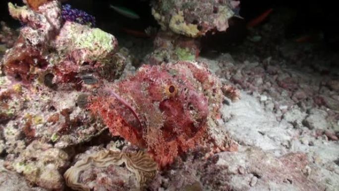 马尔代夫水下珊瑚特写上的有毒手表疣猪鱼。