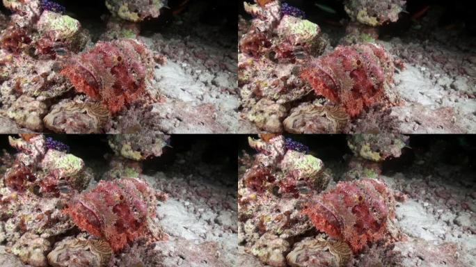 马尔代夫水下珊瑚特写上的有毒手表疣猪鱼。