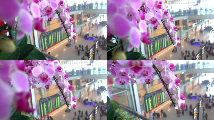 紫色兰花和旅行者在机场散步