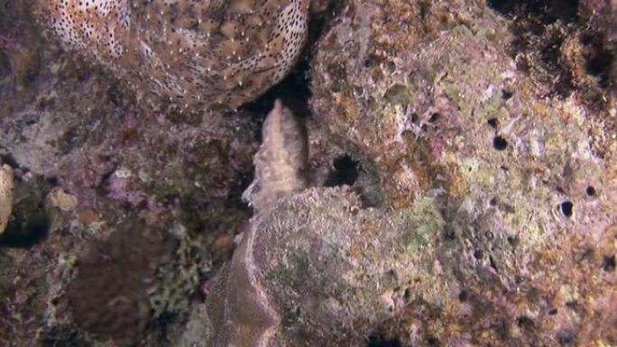 红海水下的斑点海参。