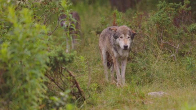 夏季时，狼群中的两只狼站在森林中