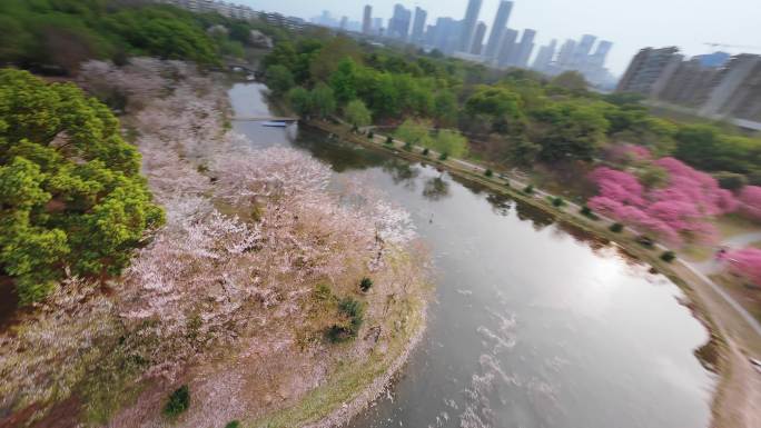 武汉樱花堤角公园古风建筑春天花穿越机航拍