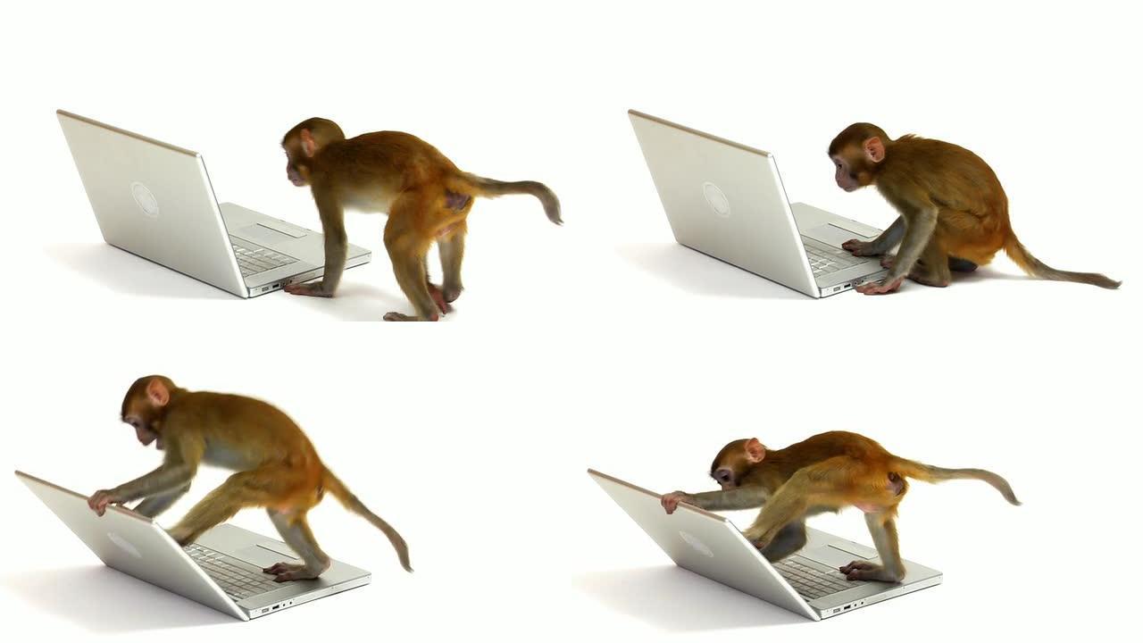 猴子看着笔记本电脑