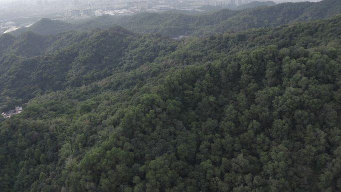 广东省广州白云山顶航拍森林茂盛树林风吹
