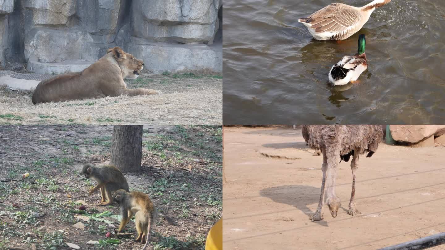 动物园的动物们熊猫狮子老虎长颈鹿大象交配