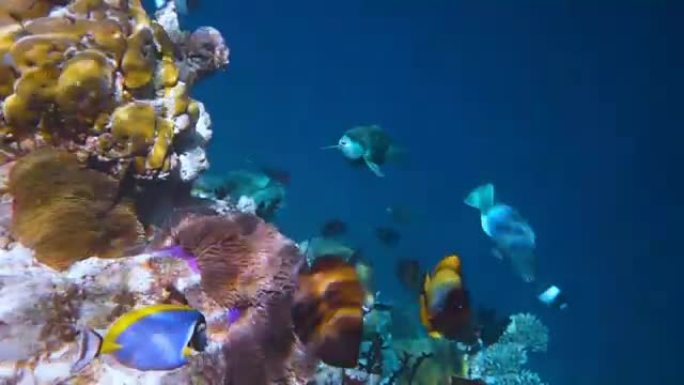 局部咸水鱼，马尔代夫的小丑鱼-珊瑚礁，海葵鱼