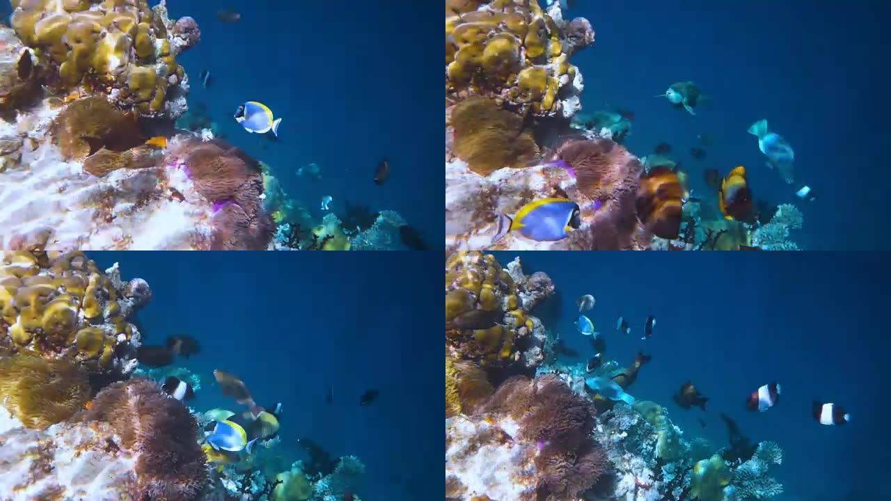 局部咸水鱼，马尔代夫的小丑鱼-珊瑚礁，海葵鱼
