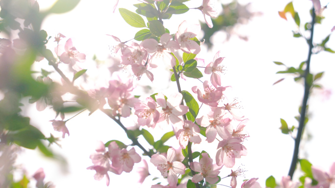 春天唯美花影海棠花