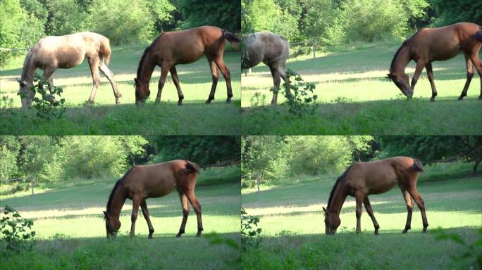 群美马在牧场吃草。