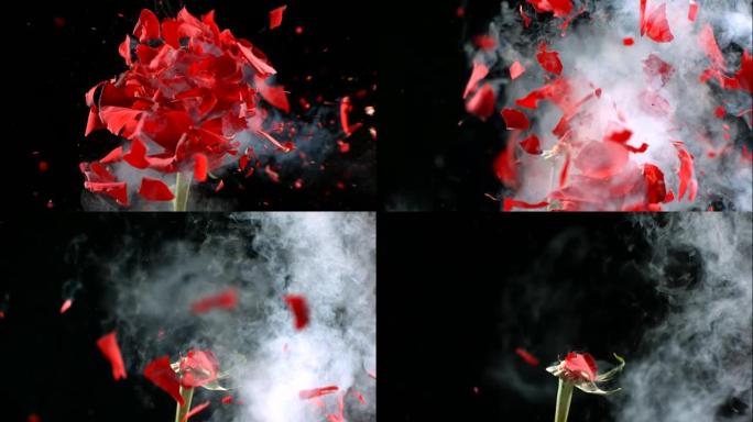花在慢动作中爆炸。