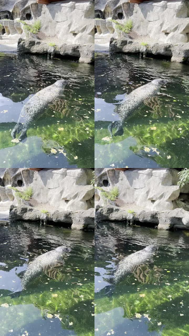 灰海豹在动物园围栏的湖中游泳