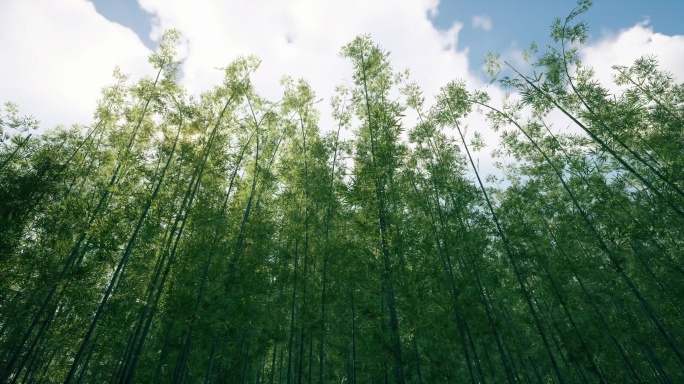 4K_竹林风景