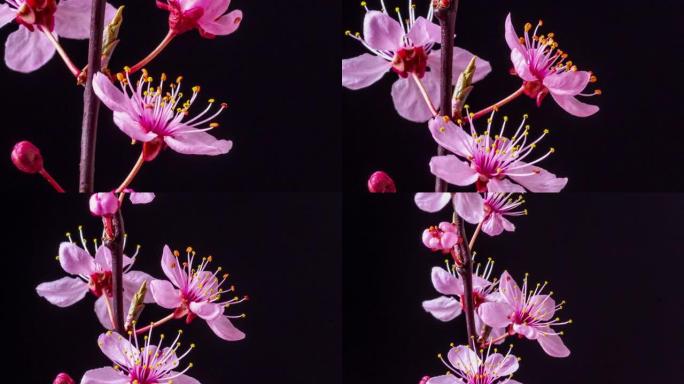 野生梅花缩小盛开并以黑色旋转，格式延时4k视频。核果花开在春天。