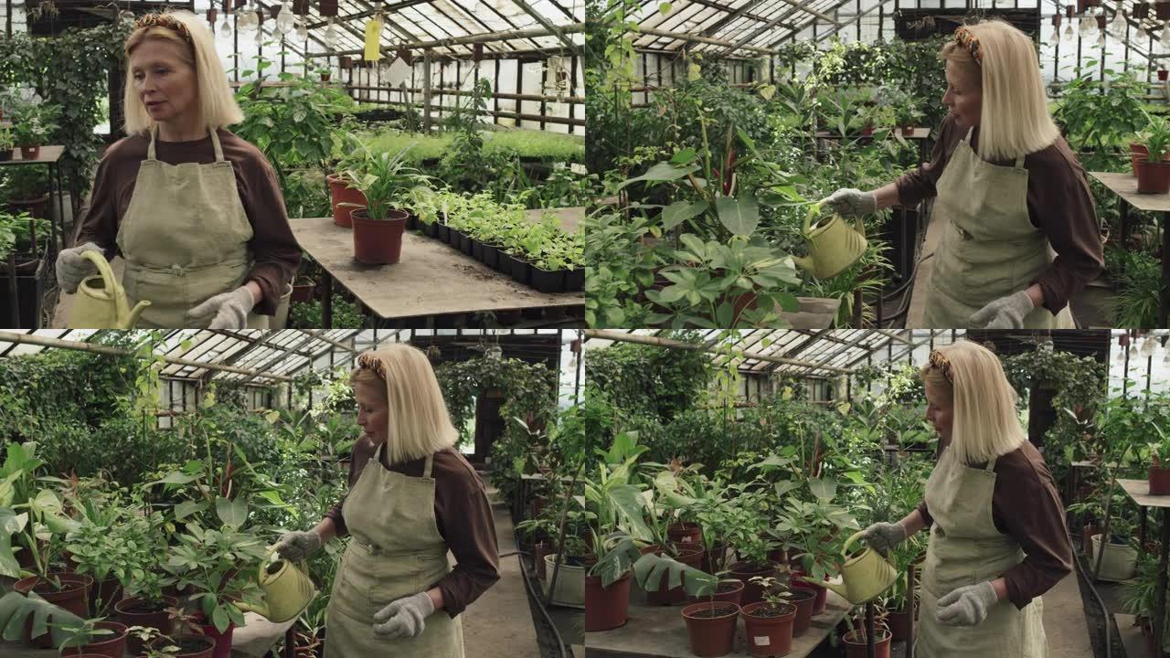 温室里成熟的女人给植物浇水
