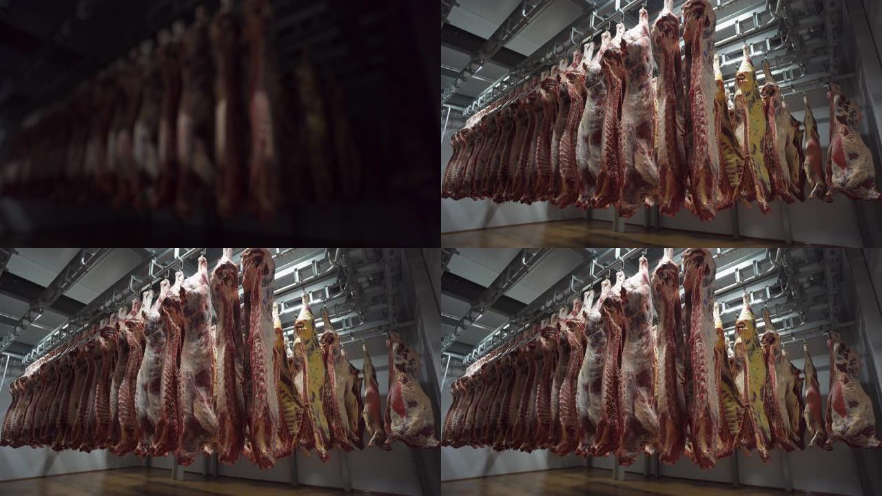 工业肉类冰箱中的照明是打开的。动物尸体。