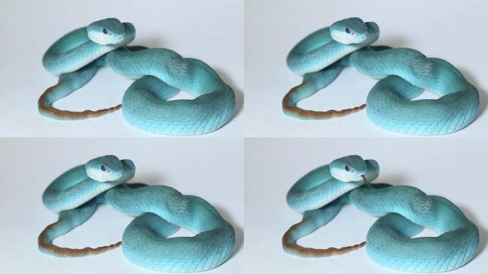 蓝岛蛇 (Trimeresurus Insularis) 白唇岛蛇