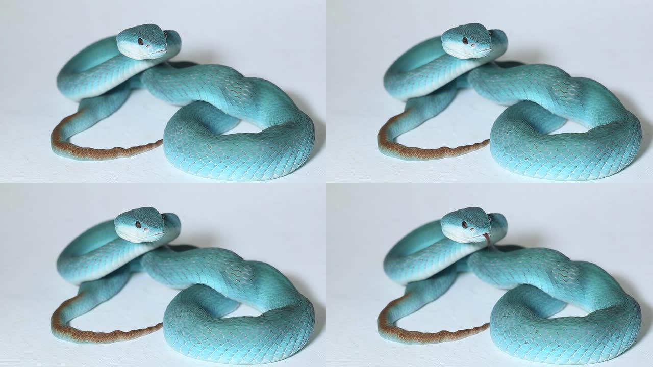 蓝岛蛇 (Trimeresurus Insularis) 白唇岛蛇
