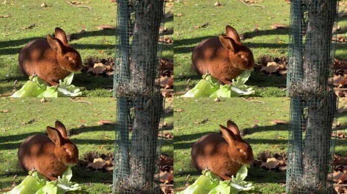 棕色兔子在绿色的草坪上吃白菜叶
