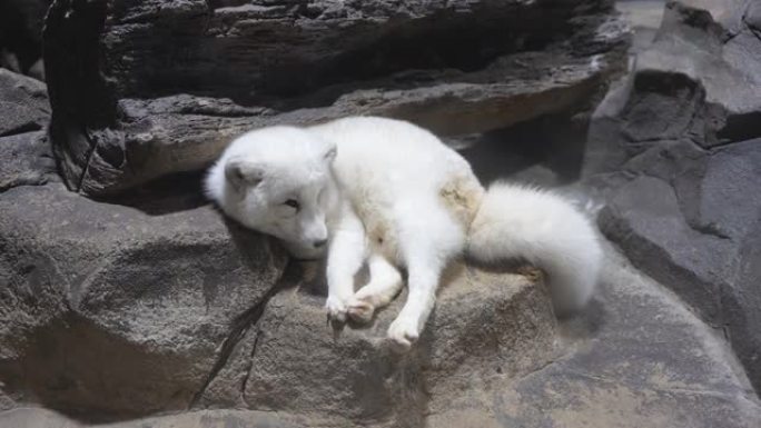 北极狐北极狐休息睡眠懒惰