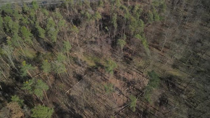 鸟瞰图视频平移森林和受损树木的森林枯萎