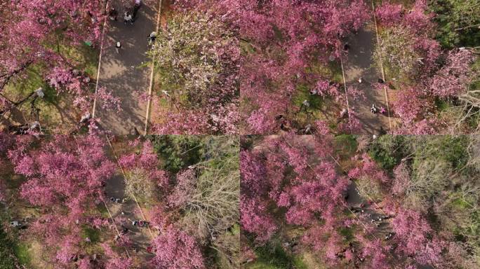 昆明五华区动物园樱花航拍4k