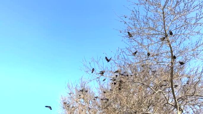 无叶树上的乌鸦群