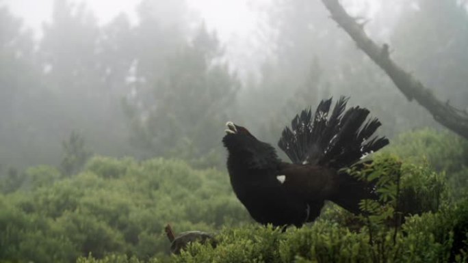 森林中capercaillie (Tetrao urogallus) 的细节