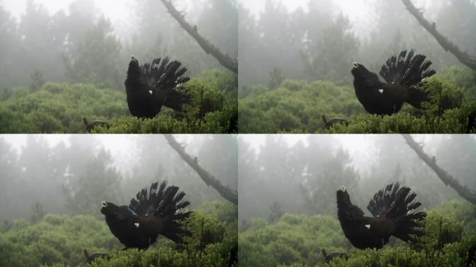 森林中capercaillie (Tetrao urogallus) 的细节