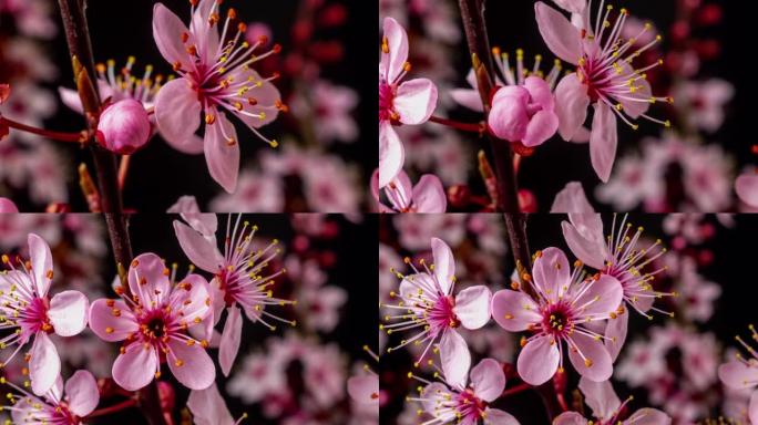 野梅花盛开在一个水平格式的时间间隔对黑色背景。野梅花在春天盛开。