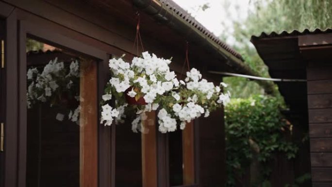 白色牵牛花盛开在房屋屋顶下的悬挂式花盆中。
