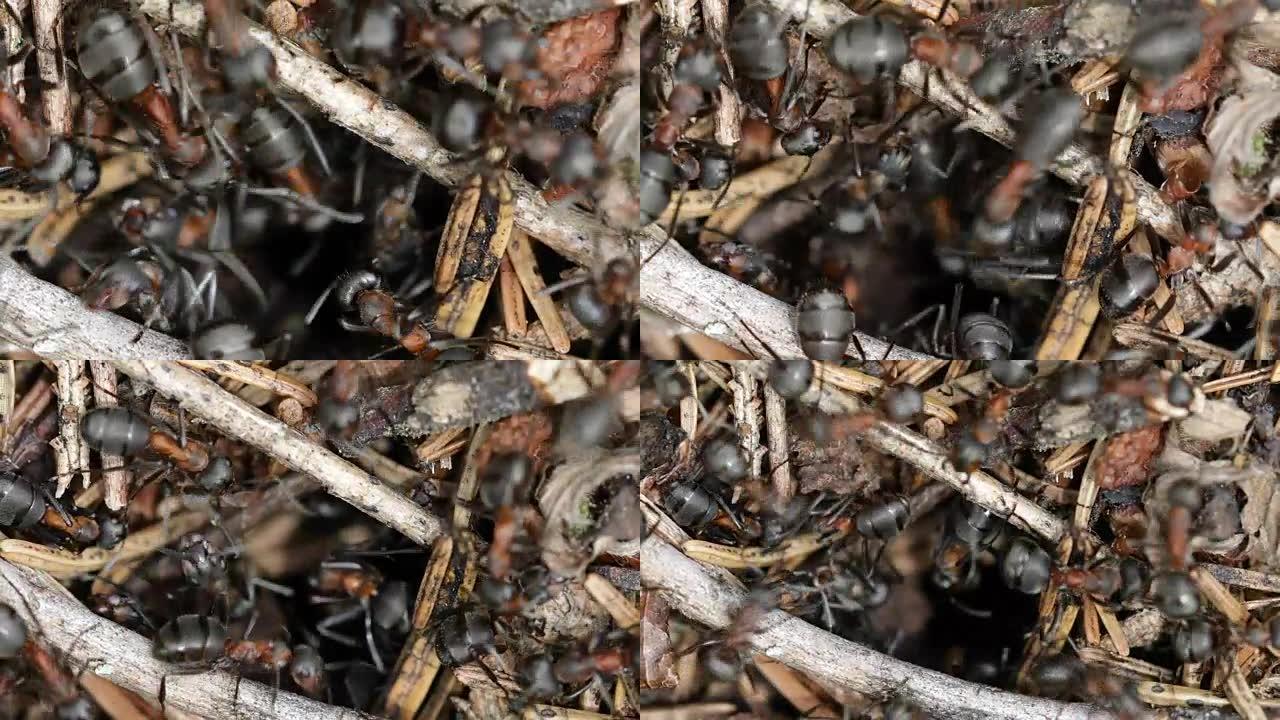 森林中的野生蚂蚁山特写