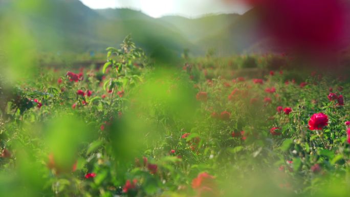 云南滇红玫瑰花花海画面