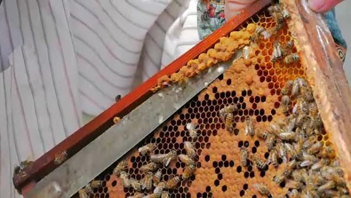养蜂人用蜜蜂检查框架