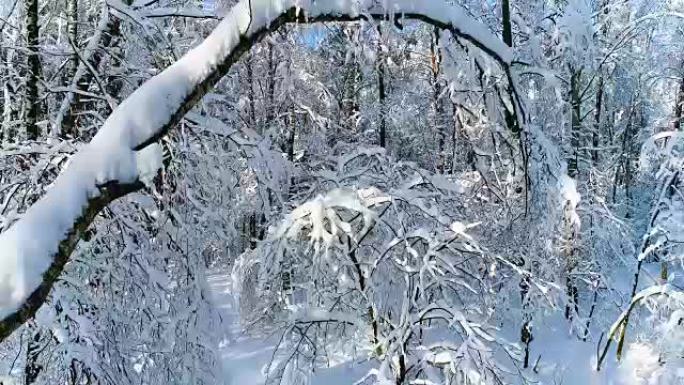 森林里下雪的树枝。冬季仙女背景