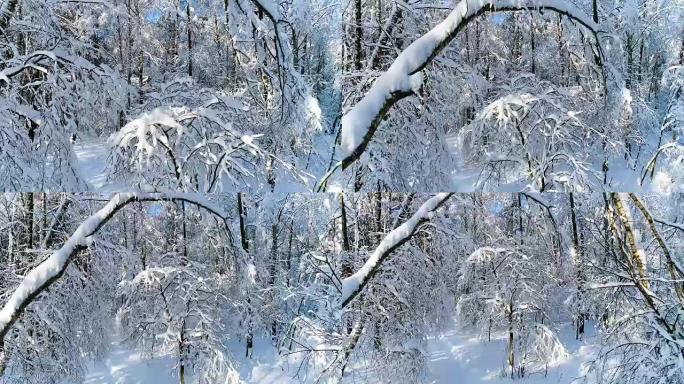 森林里下雪的树枝。冬季仙女背景