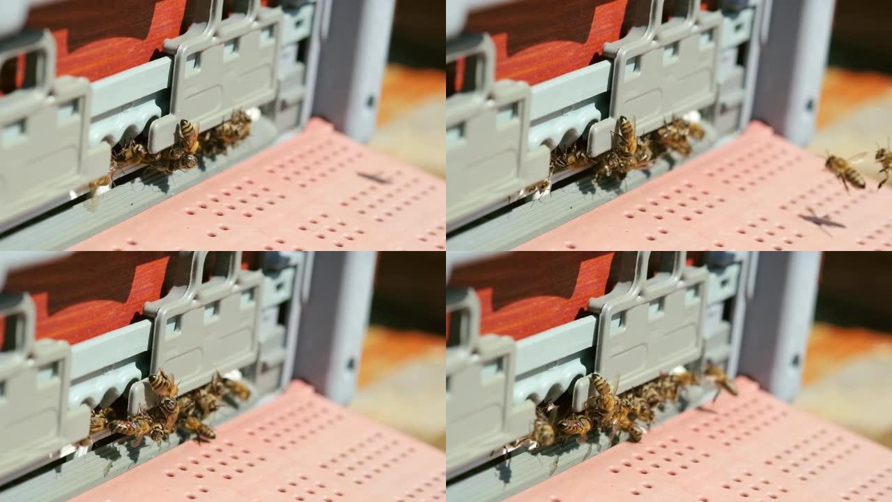 在蜜蜂蜂箱的入口处关闭许多蜜蜂的慢动作镜头
