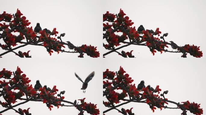 木棉花鸟飞-高速摄影