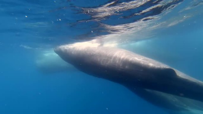 抹香鲸妈妈抹香鲸和他们的小牛犊在蓝色的海洋水下。