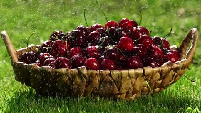 红樱桃浆果的特写镜头从站在绿色草地上的篮子里伸出一只手