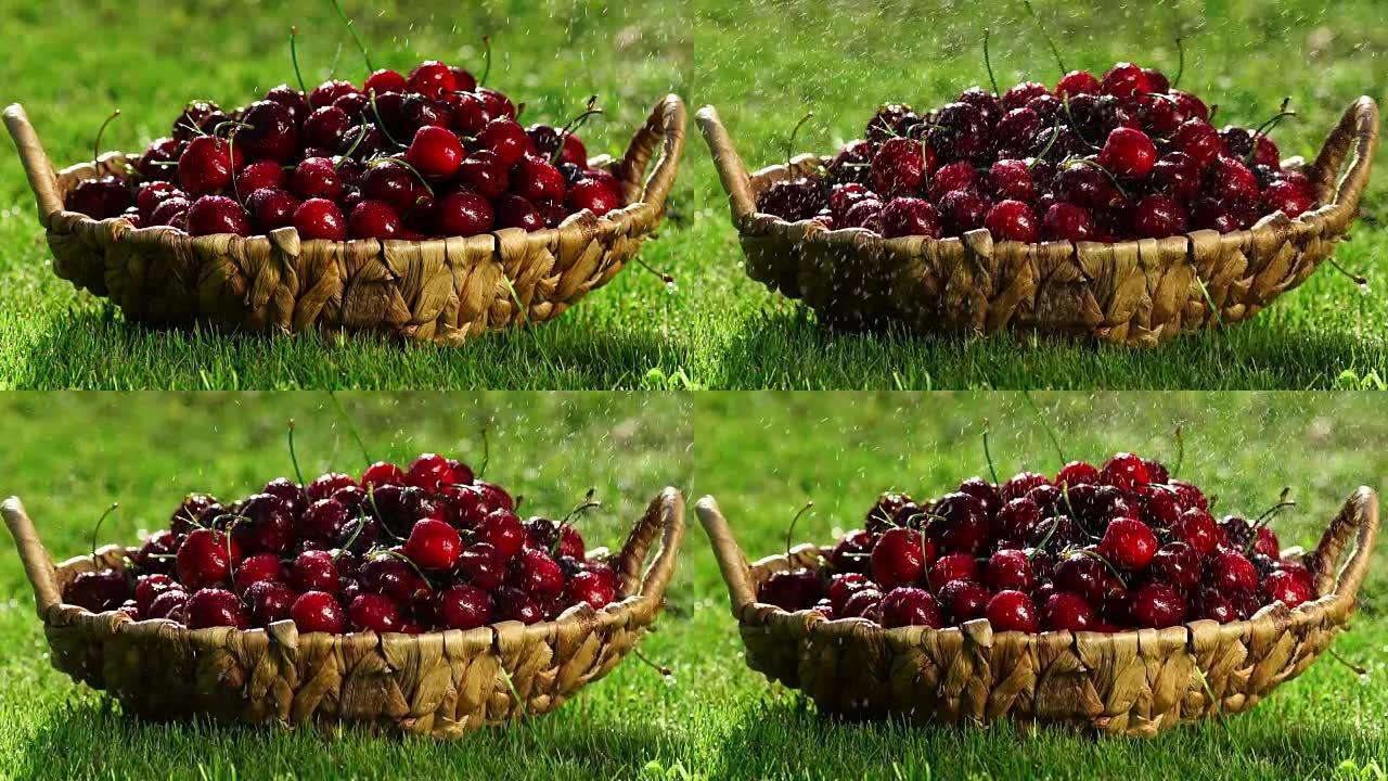 红樱桃浆果的特写镜头从站在绿色草地上的篮子里伸出一只手