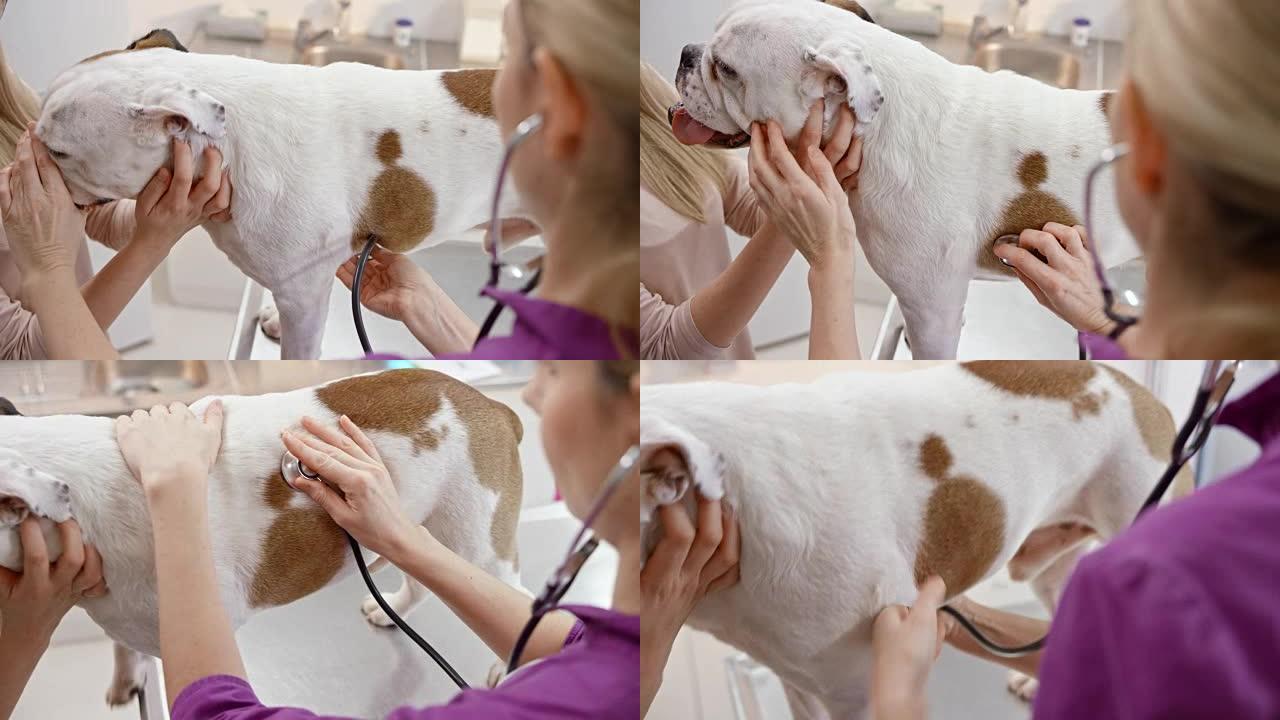 女兽医听狗的心脏和肺