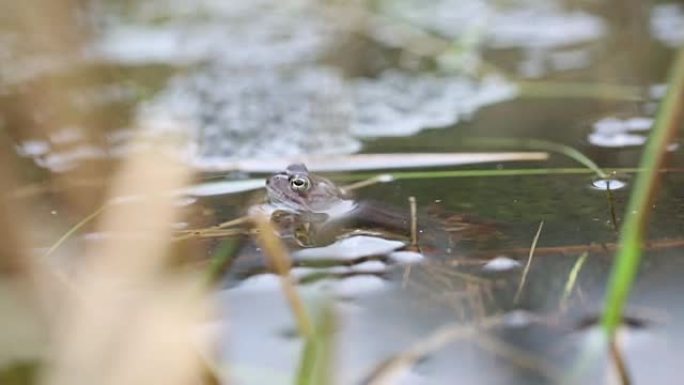 青蛙在草沼泽的表面放松