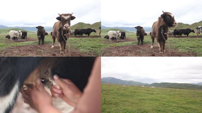 草原牦牛挤牛奶