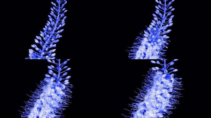 黑色背景上的蓝色花朵在时间流逝中绽放。狐尾百合或蛇尾百合。蓝色色调视频