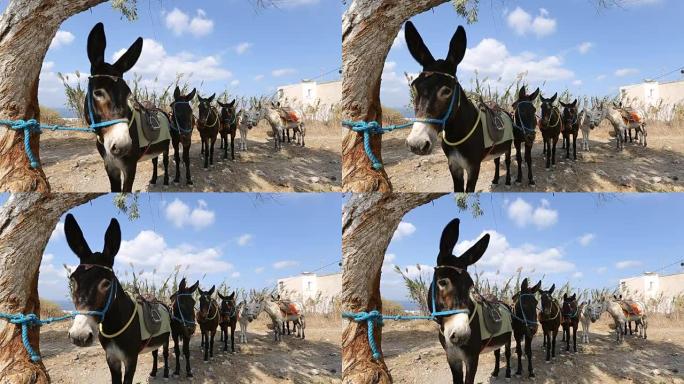 骑驴一个接一个地排队，动物作为交通工具