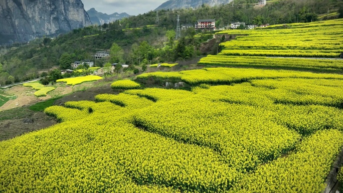 湖北恩施大峡谷田凤坪油菜花海航拍4K